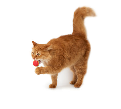 adult fluffy red cat plays with a red ball, cute animal