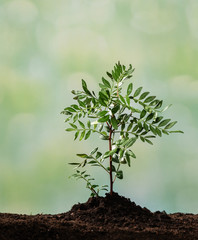 Young plant growing in ground on green defocused background
