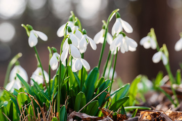 beautiful fresh snowdrops in the park