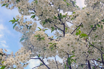 color of spring trees