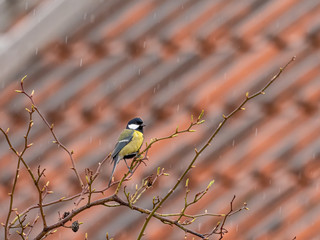Kohlmeise auf einem Ast im Regen vor unscharfem Ziegeldachhintergrund