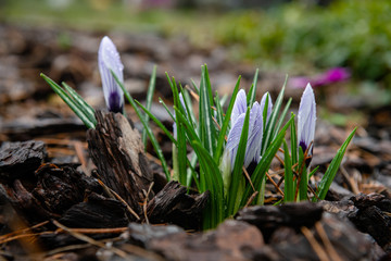 Nice spring Crocus vernus flowers in morning dew macro nature