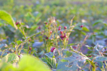Colorado potato beetles