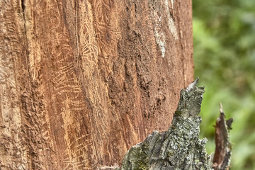 texture of tree bark decorated with patterns left over from the bark beetles