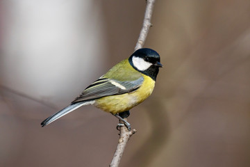 Great tit parus major sitting on branch of bush. Cute common colorful park songbird. Bird in...