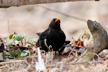 Common blackbird turdus merula male standing on ground in forest in early spring. Cute dark songbird in wildlife.