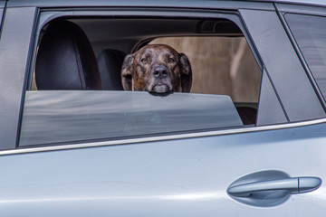 Brown hound dog sticking head out of car window