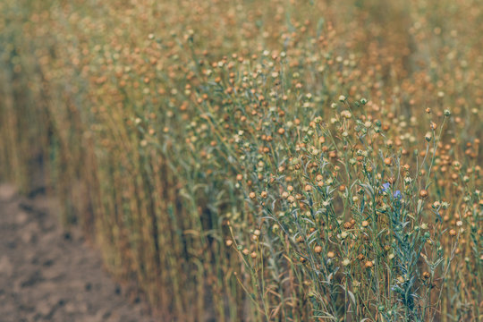 Linseed Or Common Flax Crop Field