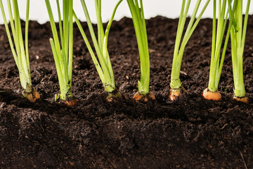 carrot with bush growing in soil isolated on white
