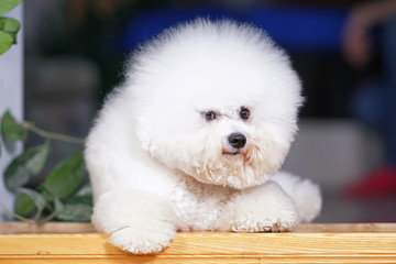 Cute Bichon Frise dog with a stylish haircut (show cut) posing indoors lying down on a wooden floor