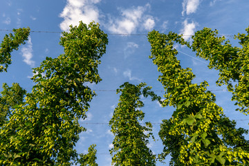 Green hops field. Fully grown hop bines. Hops field in Bavaria Germany. Hops are main ingredients in Beer production