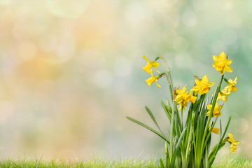 Narcissus flower in spring grass on defocused background