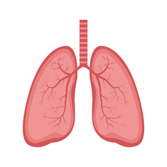 Lungs icon vector illustration, flat style. Internal organs of the human design element. Anatomy, medicine concept. Healthcare Isolated on white background.