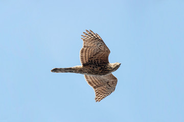 Northern goshawk young flying under blue sky. Strong powerful hawk. Bird of prey in wildlife.