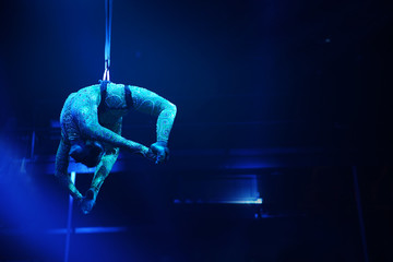 Flexible young woman make aerial performance , blue light, flexible split aerial circus show....