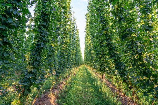 Green hops field. Fully grown hop bines. Hops field in Bavaria Germany. Hops are main ingredients in Beer production