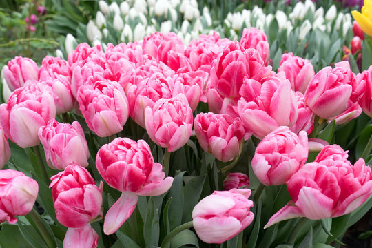 Lush double pink tulips bloomed close up in garden in spring. Blurred background