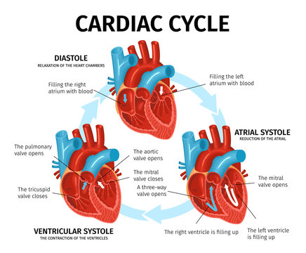 Heart Anatomy Flat Infographics