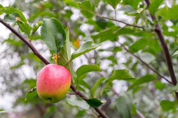 Delicious ripe Apple hangs from a tree branch. Green foliage in background