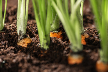 Fresh carrots in her bush in soil