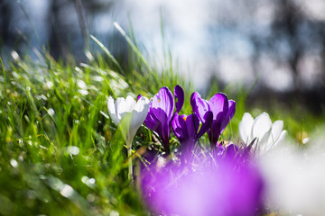 Frühling Krokusse lila weiss
