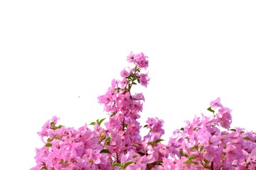 Obraz premium In selective focus of sweet pink bougainvillea flower blossom on white isolated background 