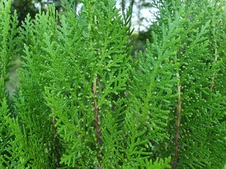 grass with water drops of dew