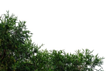 Tropical tree leaves with branches on white isolated background for green foliage backdrop 