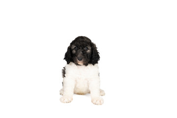 Harlequin Poodle puppy with black and white fur isolated on a white background