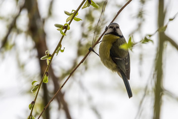 A Blue Tit Using Its Claws to Stay Perched on a Thin Branch