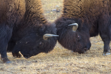 Young bison bulls in yellowstone national park spar along a tourist route.