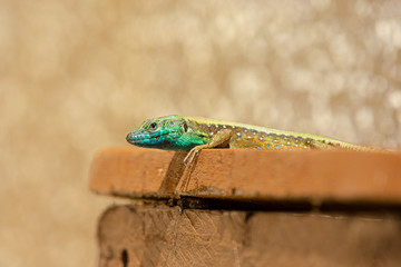 Snake eyed lizard (Ophisops elegans) sunbathing on a wooden garden bench