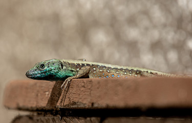 Snake eyed lizard (Ophisops elegans) sunbathing on a wooden garden bench