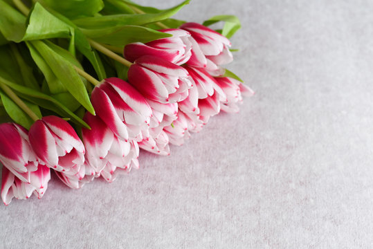 top view bouquet of pink tulips with petals with white edges, copy space © Romo Lomo