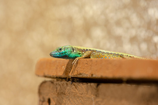Snake eyed lizard (Ophisops elegans) sunbathing on a wooden garden bench