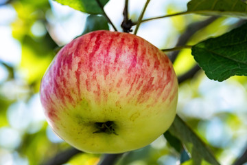 summer apple on apple tree