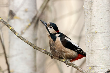 Great spotted woodpecker perched on branch of tree portrait. Cute common park bird in wildlife.