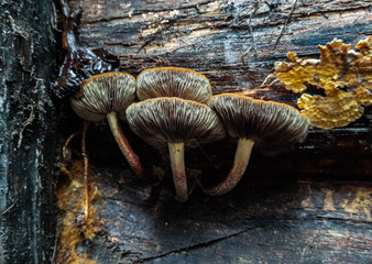 Inedible mushroom. Known as winter bonnet. Forest