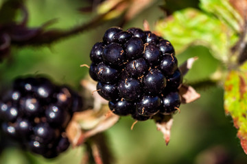 blackberry 