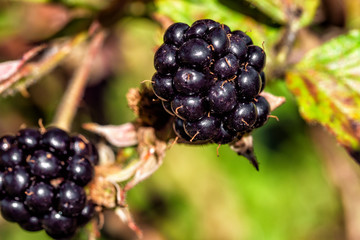 blackberry on the bushes