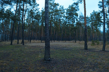 Obraz premium Cold landscape of a pine forest. Nature