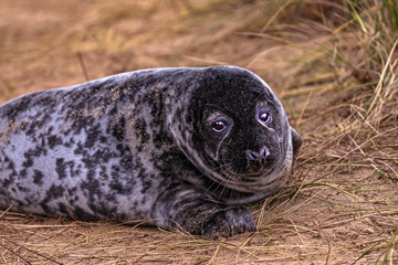 seal pup