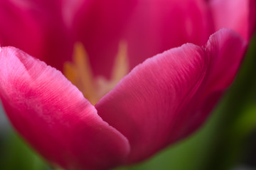 Pink tulips. Macro scale. Soft Selective focus. Close up