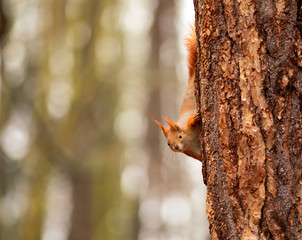 watching of red squirrel in czech nature