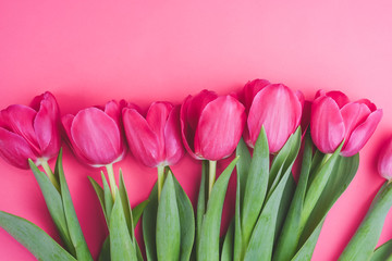 Beautiful fresh pink tulips on pink background. Spring blossom. Greeting card.