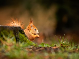 watching of red squirrel in czech nature