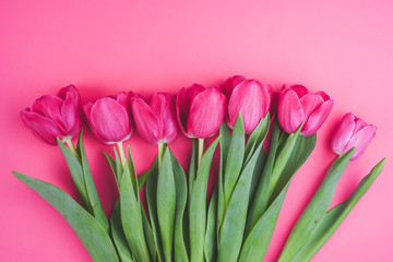 Beautiful fresh pink tulips on pink background. Spring blossom. Greeting card.