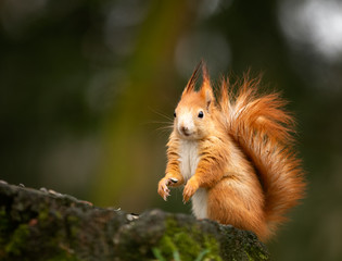 watching of red squirrel in czech nature