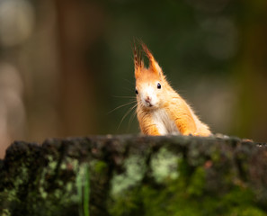 watching of red squirrel in czech nature