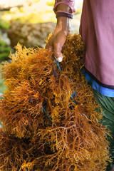 Selective focus on seaweed at seaweed farm in Nusa Penida, Indonesia © nonglak